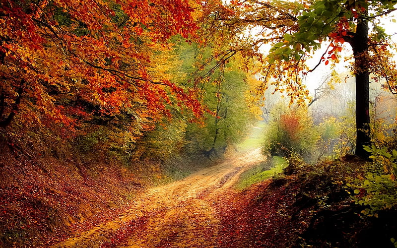Hidden Autumn Trees and Trails, Forests, Autumn, Road, Nature, Trees, HD wallpaper