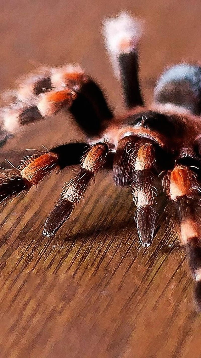 Tarantula, brown, pauk, spiders, HD phone wallpaper