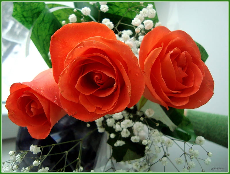 HAPPY BIRTAY TAMARA, red, still life, bouquet, 3 roses, flowers, HD ...