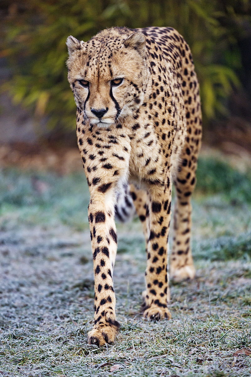 cheetah, predator, big cat, glance, HD phone wallpaper