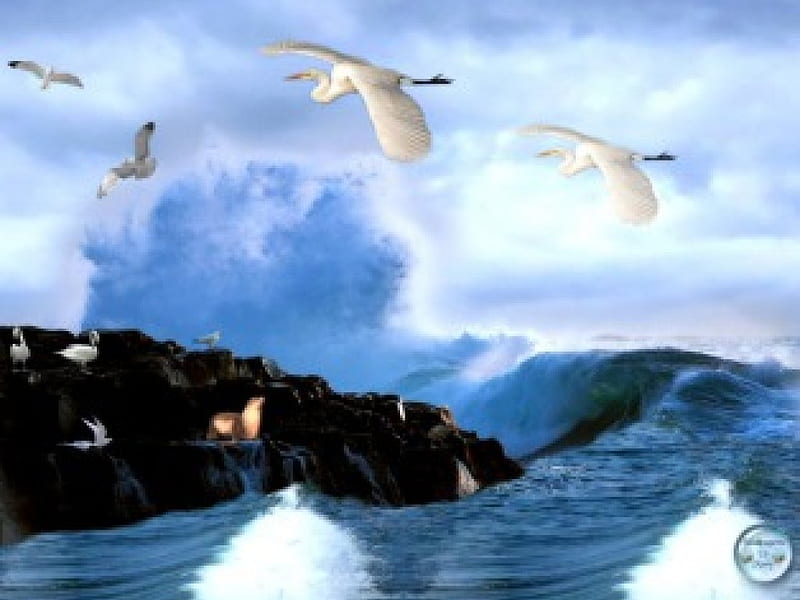 Wild Beauty, Water, Sea, Seagulls, Seabirds, Seals, Ocean, Birds, HD wallpaper
