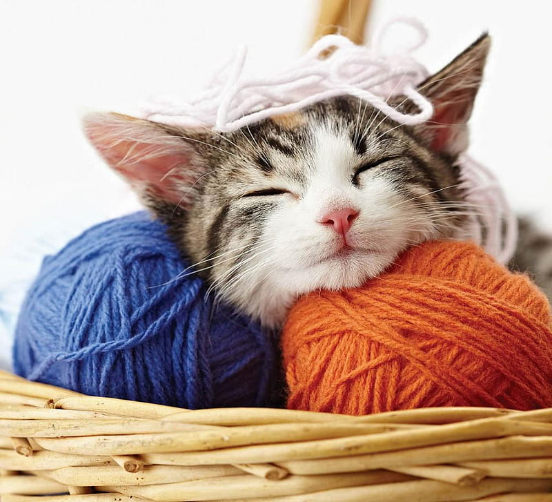 Cat nap., basket, wool, nap, cat, animal, HD wallpaper