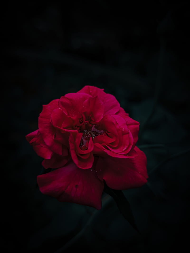 Amoled Red rose, amoled, beauty, red, rose, HD phone wallpaper