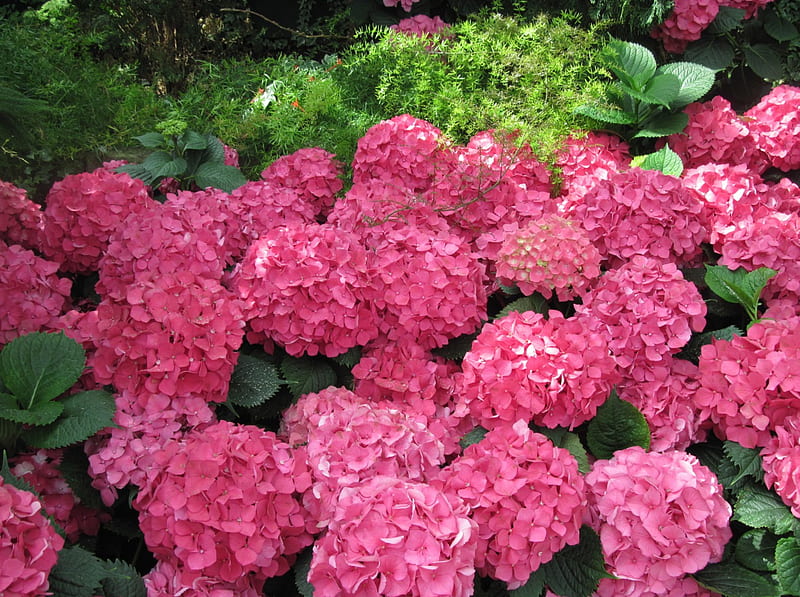 La maravilla de las flores 29, rojo, grafía, verde, jardín, flores,  hortensias, Fondo de pantalla HD | Peakpx