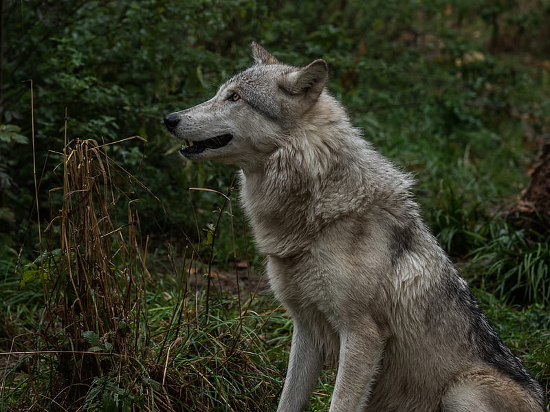 wolf, profile, predator, fangs, HD wallpaper