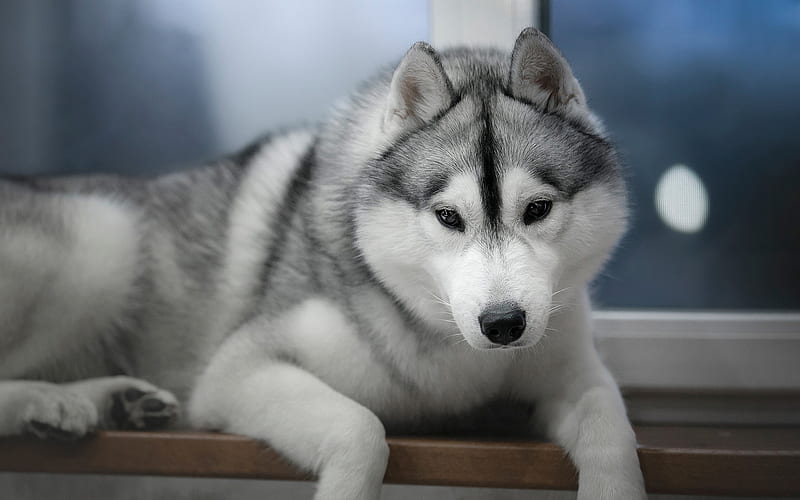 Husky dog, little puppy, cute animals, puppies, pets, small dog, Alaskan  Malamute, HD wallpaper | Peakpx