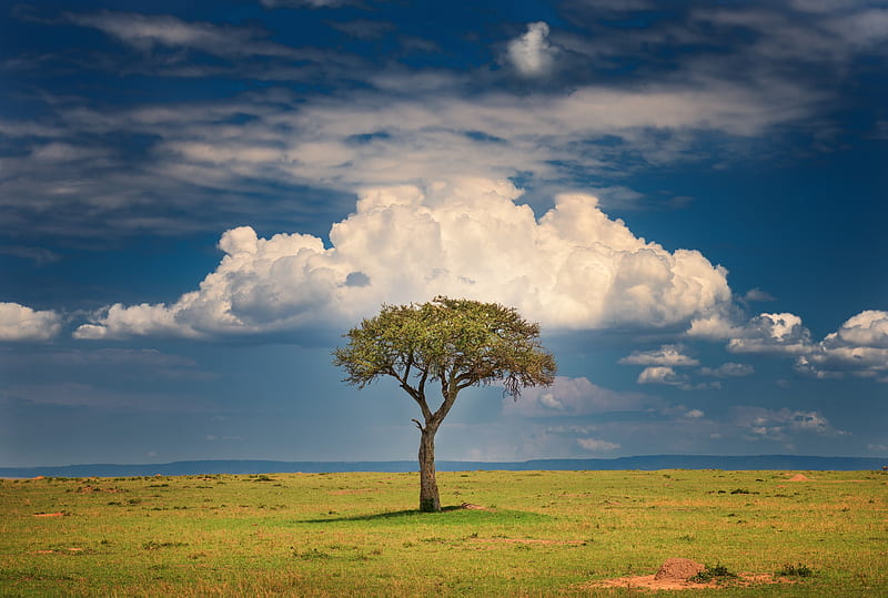Trees, Tree, Cloud, Kenya, Nature, Savannah, HD wallpaper