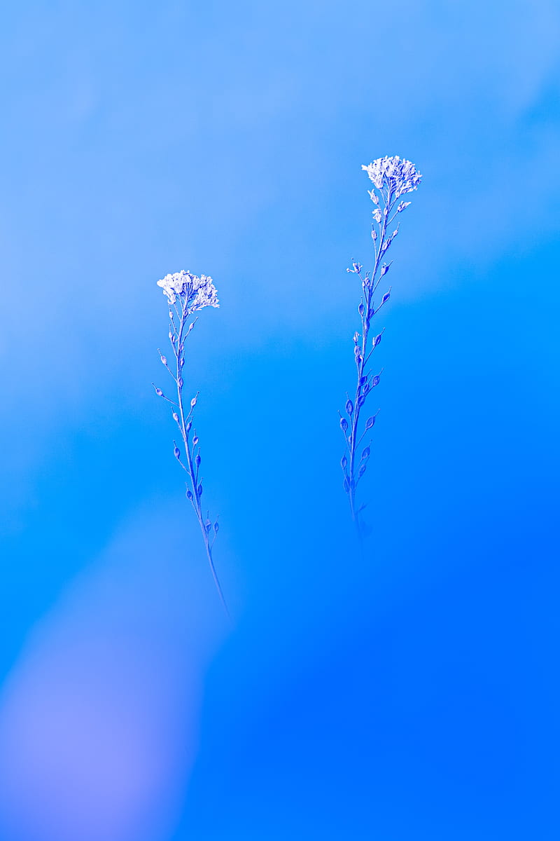 plants, macro, minimalism, blue, HD phone wallpaper
