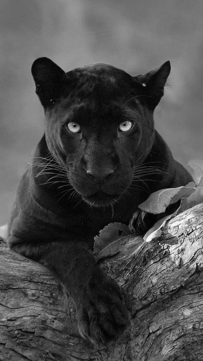 Black Panther, panthers, big, puma, cat, HD phone wallpaper | Peakpx