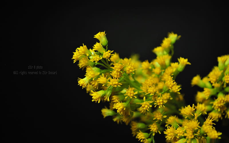 yellow flowers-Flowers, HD wallpaper