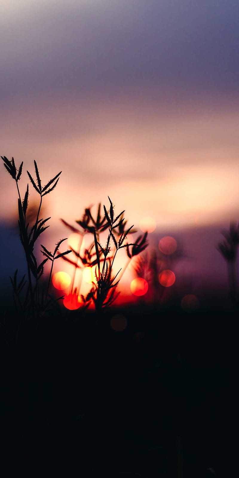 Sunset, flowers, galaxy, landscapes, note, plant, red, sun, HD phone wallpaper