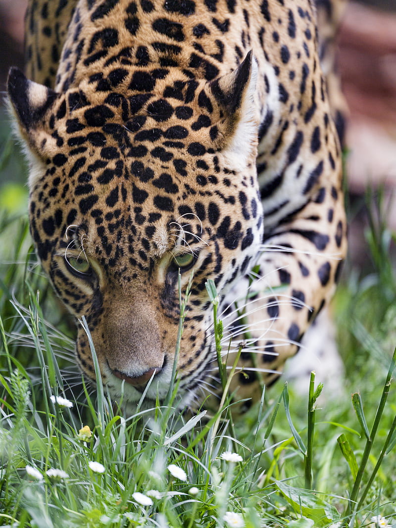 leopard, big cat, predator, grass, wildlife, HD phone wallpaper
