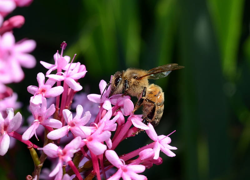 Bee - utiful, bee, bug, flower, work, pink, happy, busy, HD wallpaper