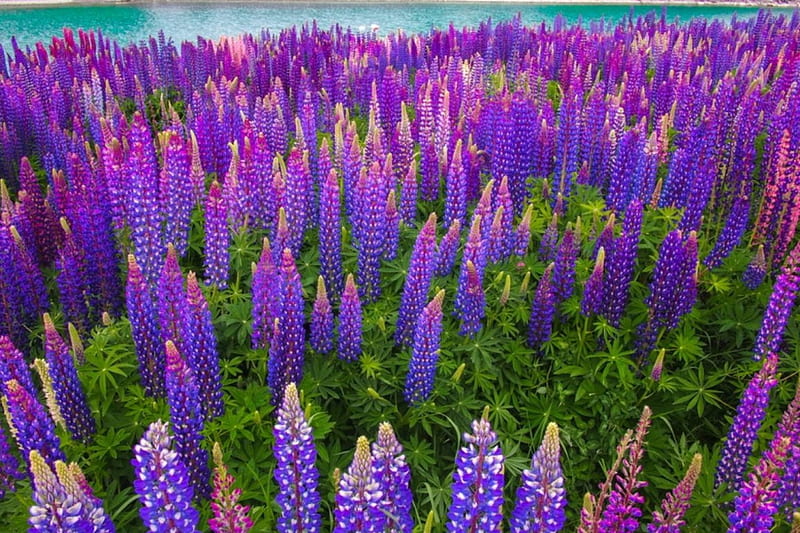Lupinus field, purple, flower, nature, lupinus, field, HD wallpaper