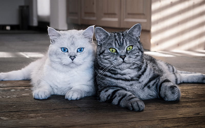 British Shorthair, family, gray cat, white cat, pets, cats, HD wallpaper