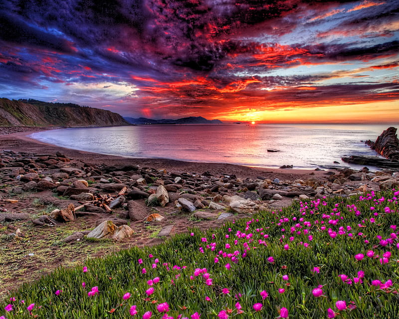 Beautiful Scenic, beach, colorful, flowers, rock, sand, sunset, HD wallpaper
