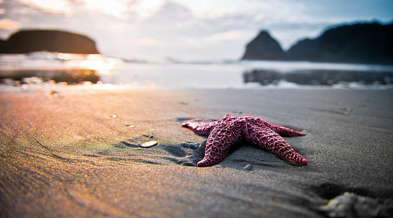 Pink Starfish on the Beach, Sand, Starfish, Beaches, Nature, HD wallpaper Pink Starfish on the Beach, Sand, Starfish, Beaches, Nature, HD wallpaper
