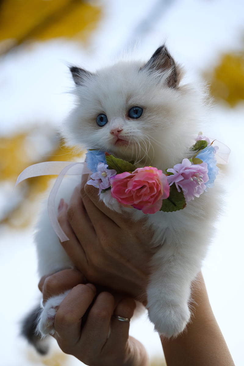 Person Holding White Kitten With Flowers Necklace, HD phone wallpaper