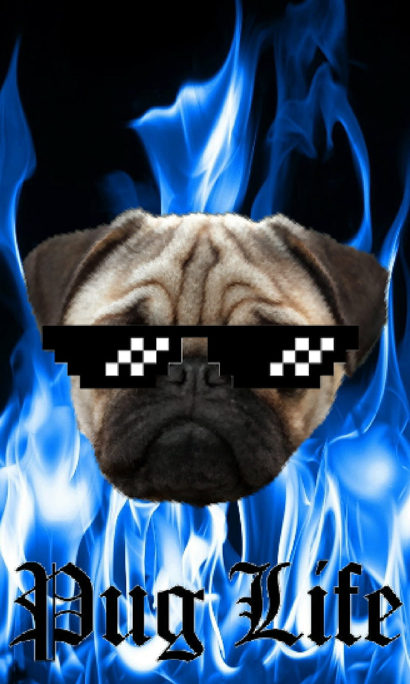 Pug Life 2, better, blue, cool, cute, dog, dogs, feel, flame, meme, HD phone wallpaper