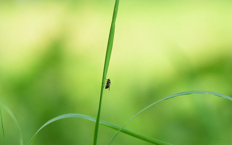 fly on a blade of grass-small animal, HD wallpaper