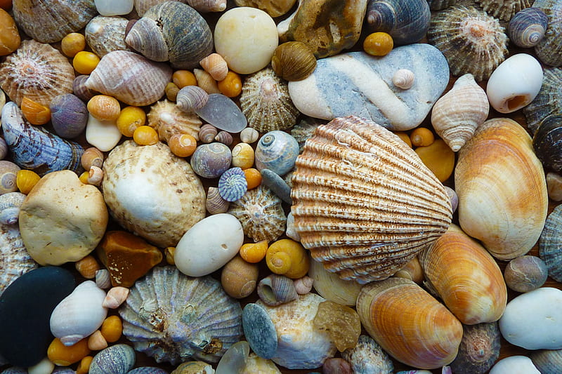 Shells and Stones, Stone, Shell, Shells, Stones, HD wallpaper