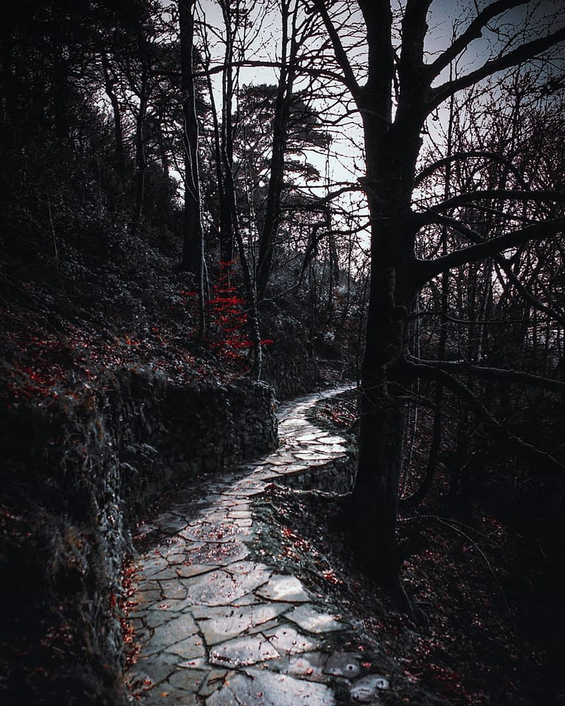 Woodland, black, dark, fall, gloomy, red, scenery, trees, HD phone wallpaper