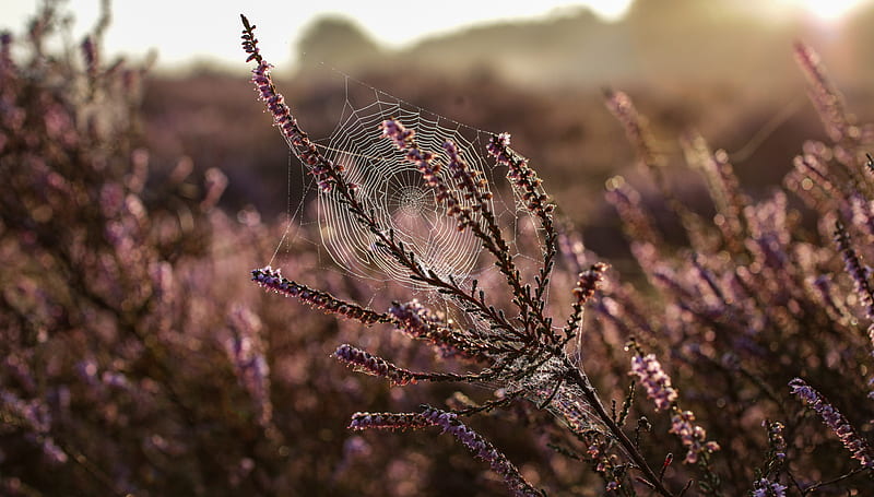 Close-Up Of Flower With Spiderweb, HD wallpaper | Peakpx