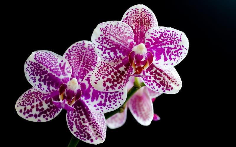pairs of orchids in full bloom, HD wallpaper