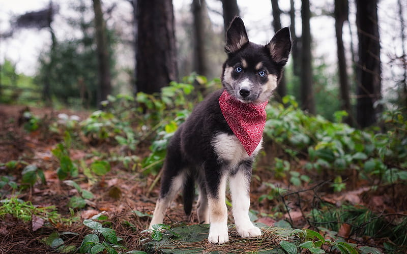 husky, puppy, blue eyes, pets, Alaskan malamute, red scarf, small dog, HD wallpaper