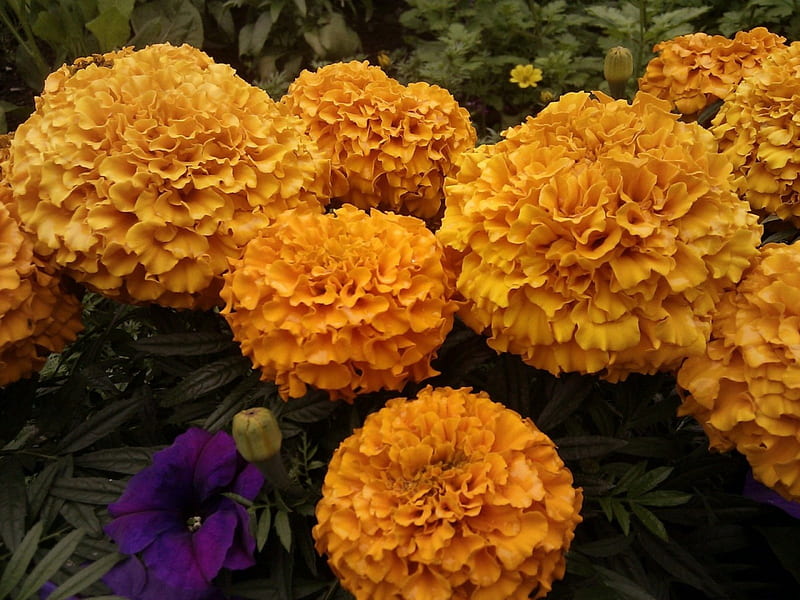 *** Marigold ***, yellow, flowers, nature, marigold, HD wallpaper