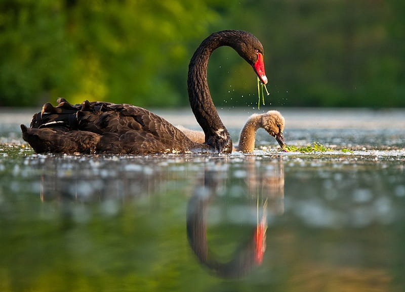 Mother Swan with Baby, water, babies, families, swans, animals, HD wallpaper