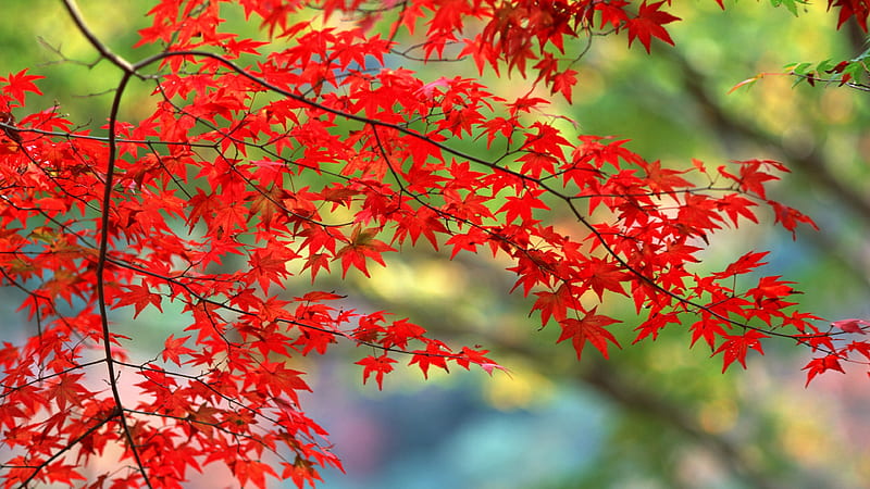 Autumn Leaves, autumn, leaves, nature, HD wallpaper
