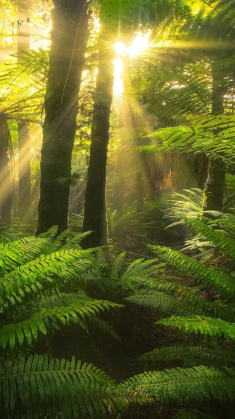 Jungle leaves, forest, grean leaves, green, nature, sun, sunrays, trees, HD phone wallpaper