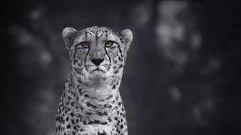 Cheetah Monochrome, cheetah, animals, monochrome, black-and-white, HD wallpaper