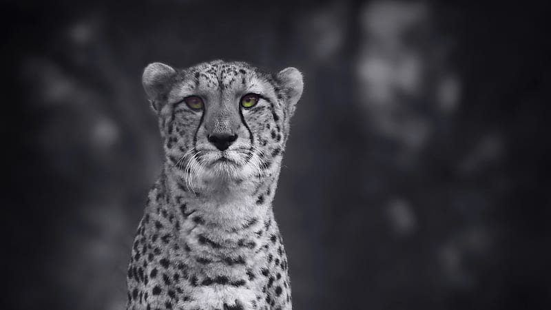 Cheetah Monochrome , cheetah, animals, monochrome, black-and-white, HD wallpaper