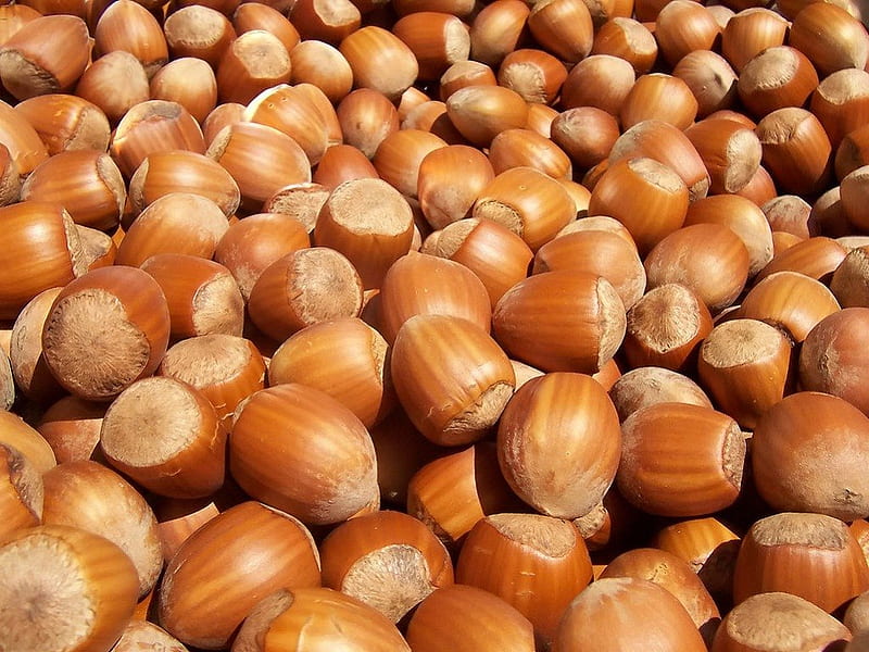 hazelnuts, round, food, eat, healthy, HD wallpaper
