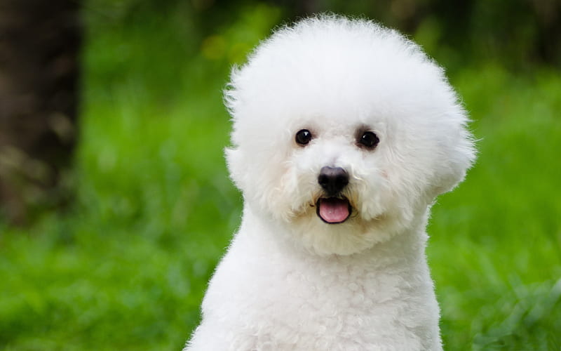 Bichon Frise, bokeh, pets, dogs, funny dog, Bichon Frise Dog, white dog, cute animals, furry dog, HD wallpaper
