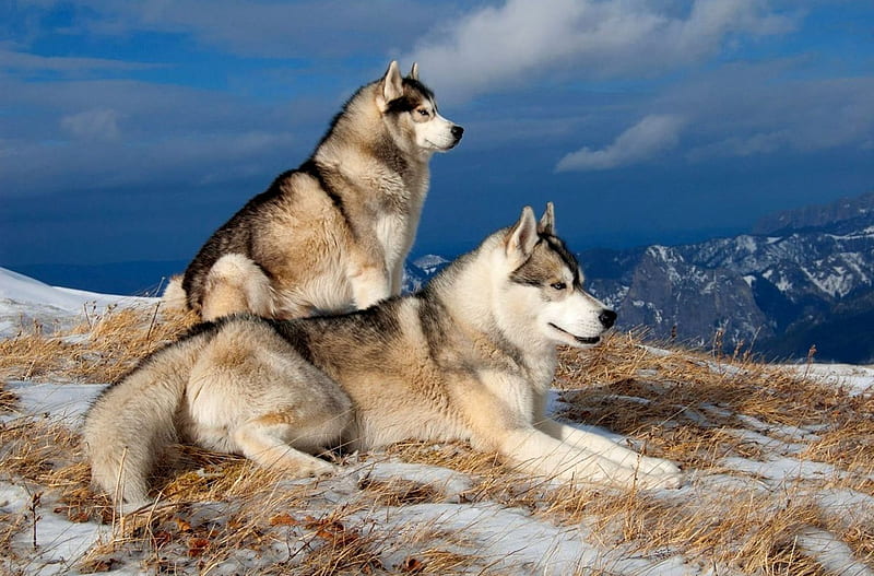 Lobos o perros esquimales, perros esquimales, hermosos, lobos, hermosos,  Fondo de pantalla HD | Peakpx