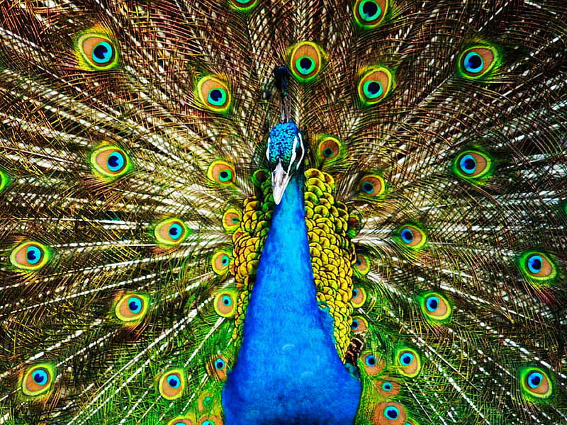 Proud Peacock Closer F1, graphy, proud, bird, avian, peacock, wildlife, animal, HD wallpaper