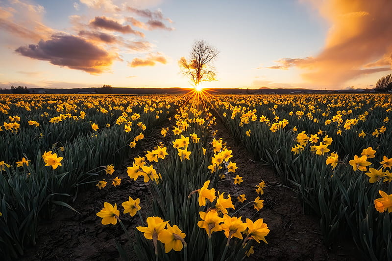 Flowers, Daffodil, Field , Sunset , Yellow Flower, HD wallpaper