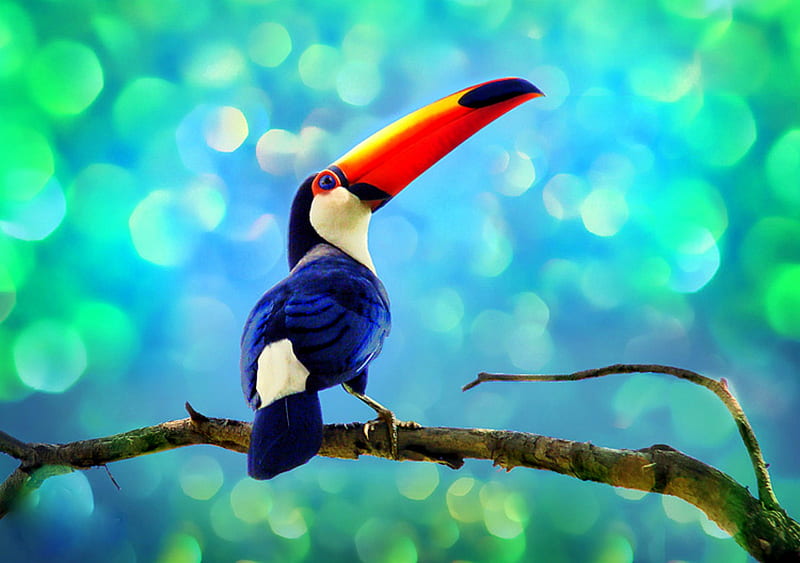Colorful Profile, tree, bird, orange, beak, white, branch, blue, HD wallpaper