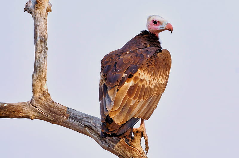 Birds, Vulture, Bird , Wildlife , Africa , Kafue National Park , Hooded Vulture, HD wallpaper