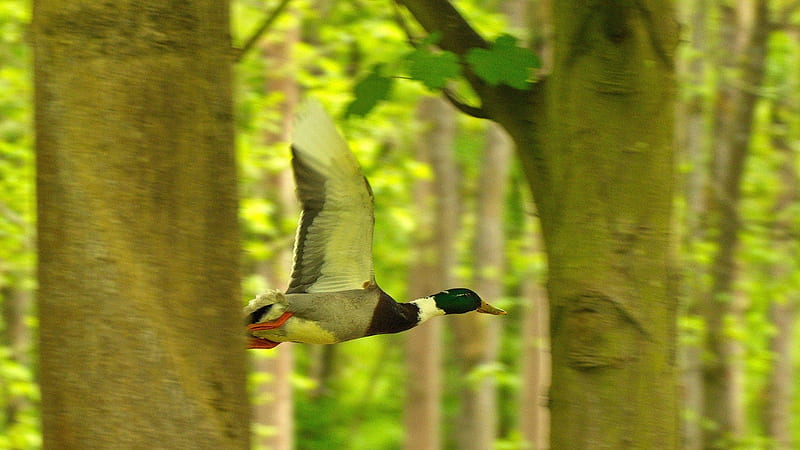 Flying Duck, forest, duck, bird, flying, trees, animal, HD wallpaper