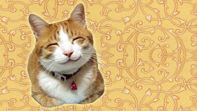 Happy Kitty Cat, smile, happy, kitty, Cat, HD wallpaper