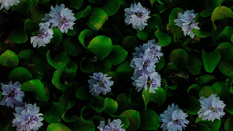 Flores de jacinto y hojas con gotas de agua flores, Fondo de pantalla HD |  Peakpx