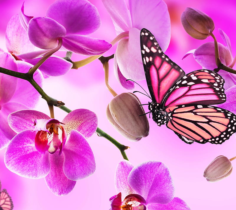 Orchid, butterfly, flower, HD wallpaper | Peakpx