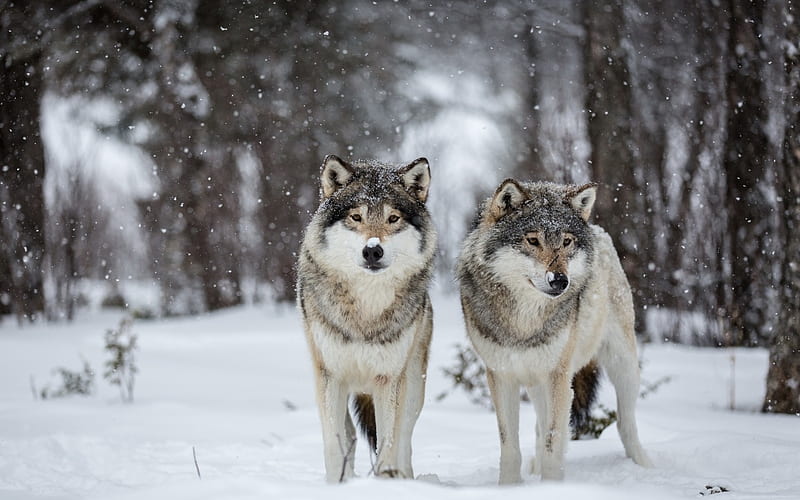 Winter Wolves, snow, snowfall, morning, trees, wolves, animal, winter ...