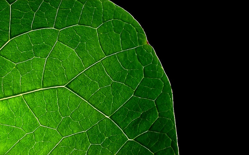 Plant, Close Up, Leaf, , , Cellulose, HD wallpaper
