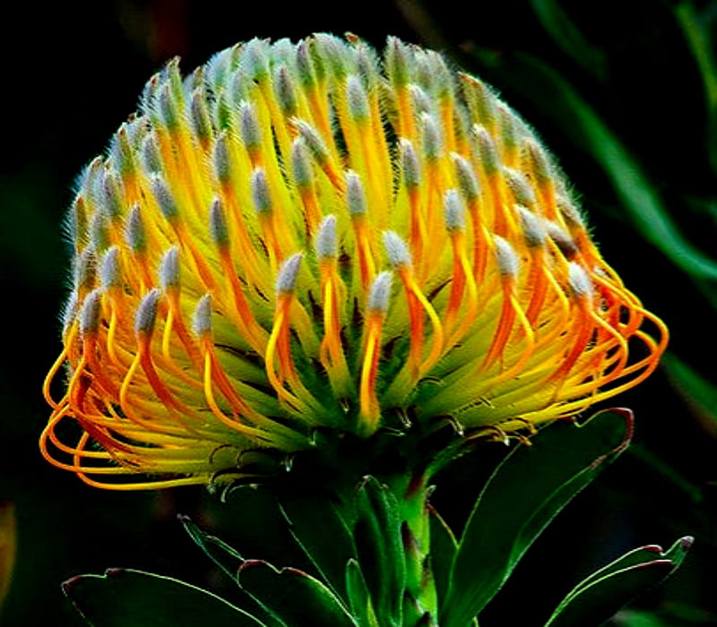 Pincushion Protea South Africanlant, South, Protea, Pincunsion ...