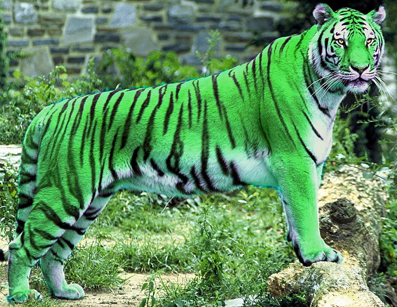 Beautiful Green Tiger, feline, tiger, tail, wild, HD wallpaper